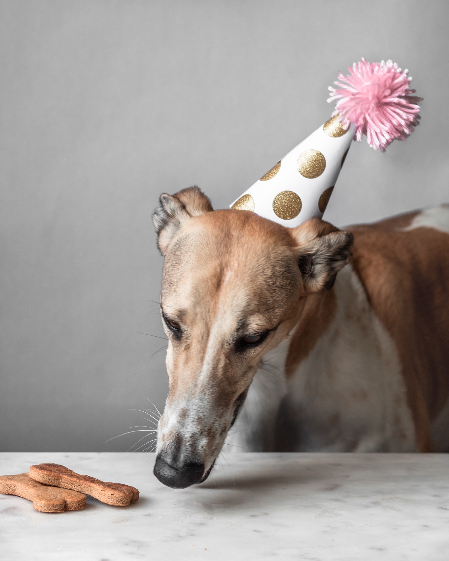 Bell the greyhound eating her birthday treats!