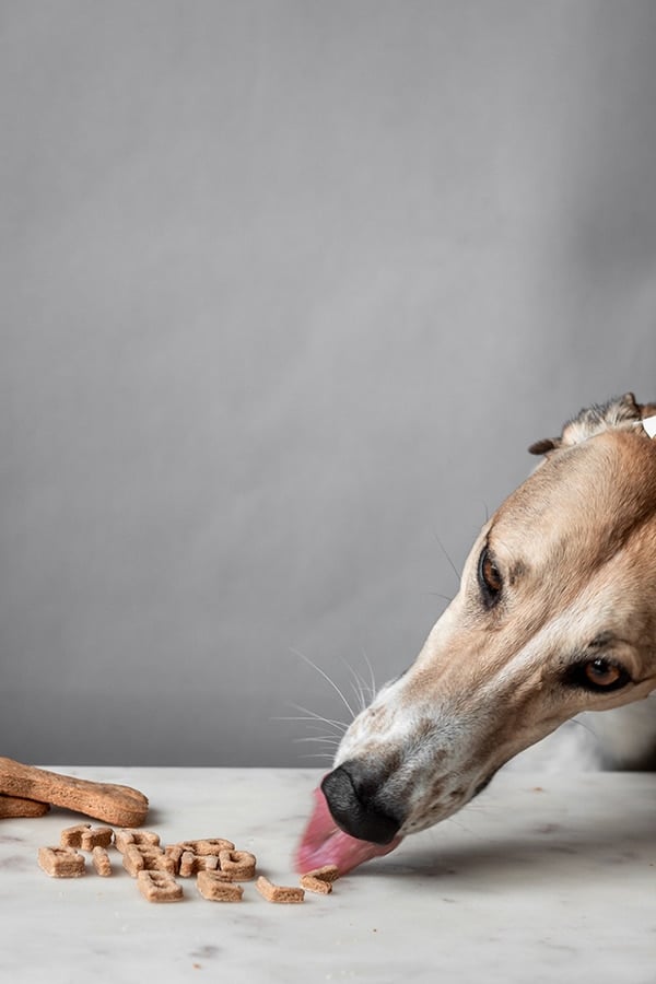 Homemade peanut butter dog cookies | Serendipity by Sara Lynn